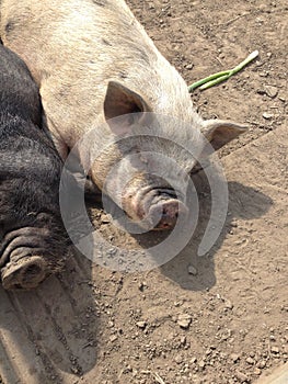 Domestic Pig - Sus scrofa domesticus