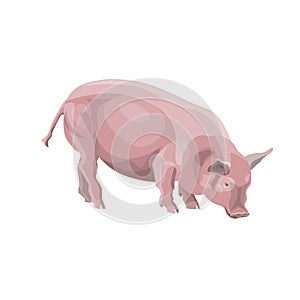 Domestic pig vector