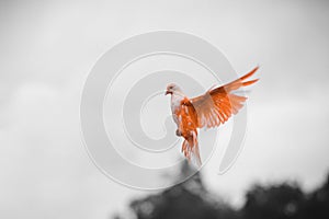 Domestic pigeon