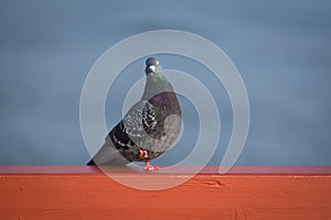 Domestic pigeon Columba livia