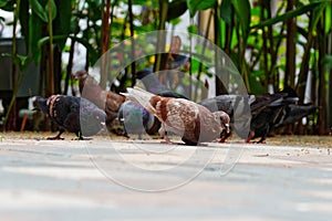Domestic pigeon Columba livia domestica
