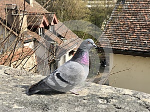 The domestic pigeon Columba livia domestica, Die Haustaube