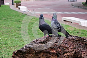 Domestic pigeon Columba livia domestica