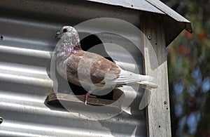 A Domestic Pigeon (Columba livia domestica) resting