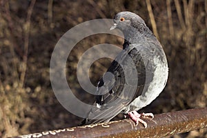 The domestic pigeon Columba livia domestica, the rock dove - city â€‹â€‹birds sit on a metal fence
