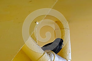 Domestic pigeon