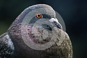 Domácí holub portrét zblízka