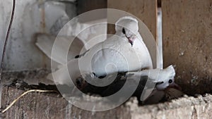 Domestic pigeons in the dovecote on vacation sitting