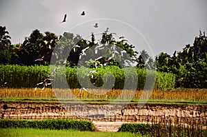 Domestic pigeons racing flight in the sky. A flock of home pigeons flying over the pond and green lands