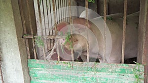 Domestic pigs in the aviary eat green grass. Domestic animal husbandry in the village