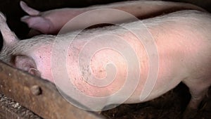 Domestic pigs in a barn. Breeding pigs, farming. Livestock