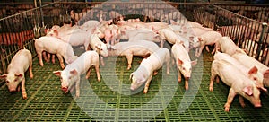 Domestic pigs breeding on a rural animal farm