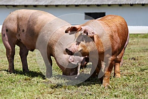 Domestic pigs on the farm