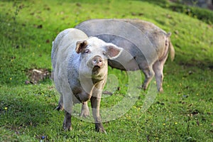 Domestic pigs graze on a green meadow. Portrait of pig