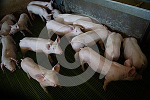 Domestic pigs. Pigs on a farm in the village