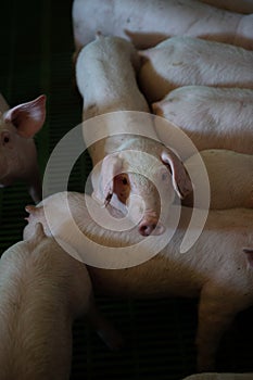 Domestic pigs. Pigs on a farm in the village