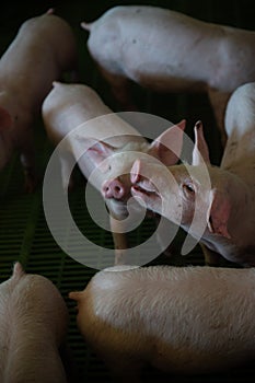 Domestic pigs. Pigs on a farm in the village