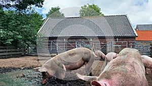 Domestic pigs. Pigs on a farm in the village. Swine covered in mud 