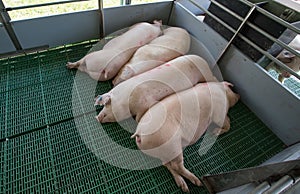 Domestic pigs sleeping on plastic floor in pigpen