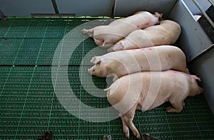 Domestic pigs sleeping on plastic floor in pigpen