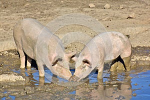 Domestic pigs with their dirty snouts in a wallow