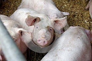 Domestic pigs in your barn