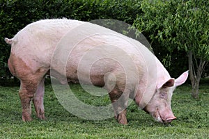 Domestic pink colored sow graze on pasture