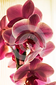 Domestic pink orchids