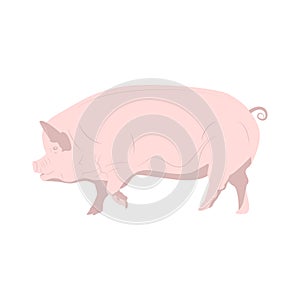 Domestic pink pig. Vector illustration on white background