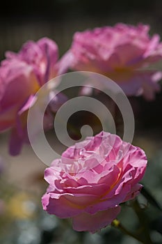 Domestic Pink Roses