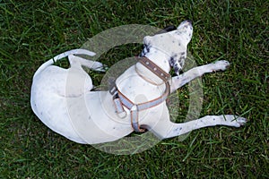 Domesticdog lying on the lawn, top view