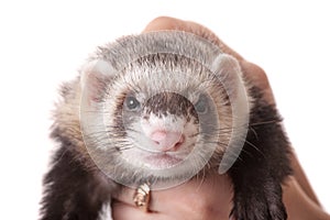 Domestic polecat closeup