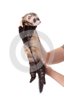 Domestic polecat on a white background