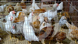 Domestic poultry in metal cage.