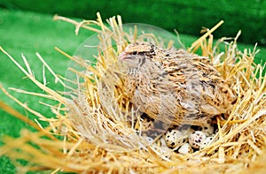 Domestic quail sits in a nest and hatches quail eggs.Poultry farm, agriculture