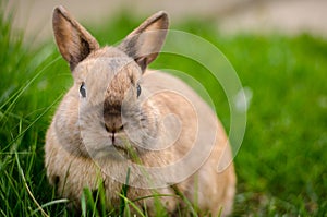 Domestic rabbit