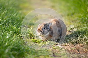 Domestic rabbit or bunny on a green spring meadow in nature, cute animal wildlife, pet on a farm