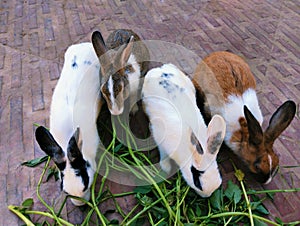 Domestic rabbit bunny pet bun animal house family pets with big ears eating gras kharagosh rabbits, coelho, lapine photo photo