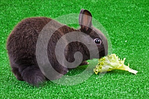 Domestic rabbit eating salad