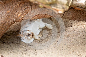 A domestic rabbit lies under a tree on the sand. Easter symbol, farm animal, pet, rabbit. Life of animals photo