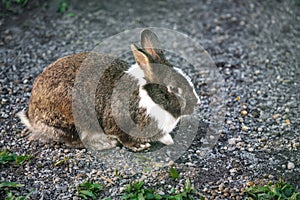 Domestic Rabbit - Dutch Rabbit