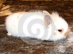 Domestic Rabbit 'Netherland Dwarf' (Pointed Piebald Creme and White 3 Weeks)