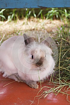 Domestic rabbit. Sits on the ground near the grass