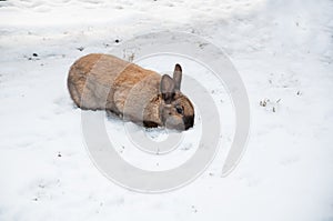 Domestic rabbit in snow