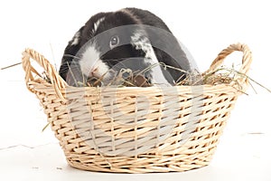 Domestic rabbit in a wicker basket