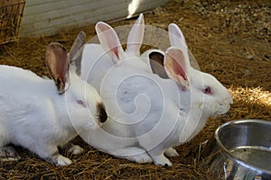 Domestic rabbits black and white