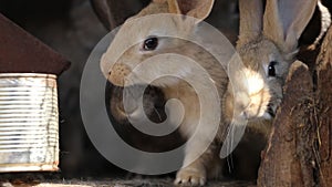 Domestic rabbits in a cage. Family gray rabbits eat grass, leaves and corn. Bunny sniffing. Domestic farming. In the village with