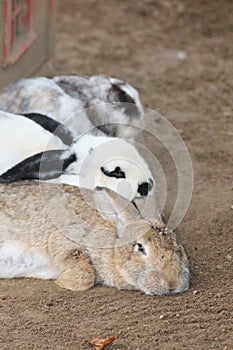 Domestic rabbits (Oryctolagus cuniculus forma domestica)