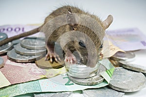 Domestic rat accountant standing over Indonesia Rupiah.