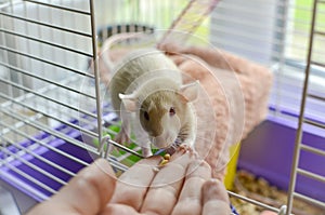 Domestic rat is being feeded. Human's arm feeding a rat.